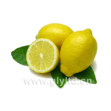 Chinesischer Lieferant für frische Zitrone / Limette